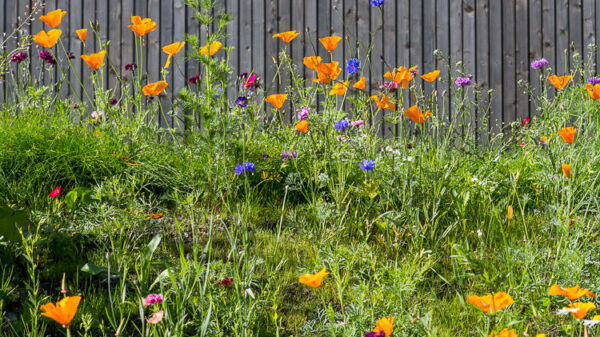 Oslo er europeisk miljøhovedstad i 2019. Nå kan du bli med på innspillworkshop.Foto: Tove Lauluten