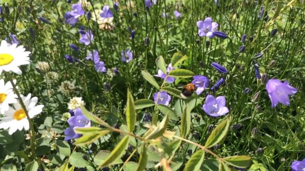 FutureBuilt ønsker biomangfold over og under vann, på bakken, under bakken, for alle naturtyper og for overgangssonene mellom bygde og naturlige omgivelser.