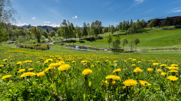 T Lauluten DSF4048 72dpi