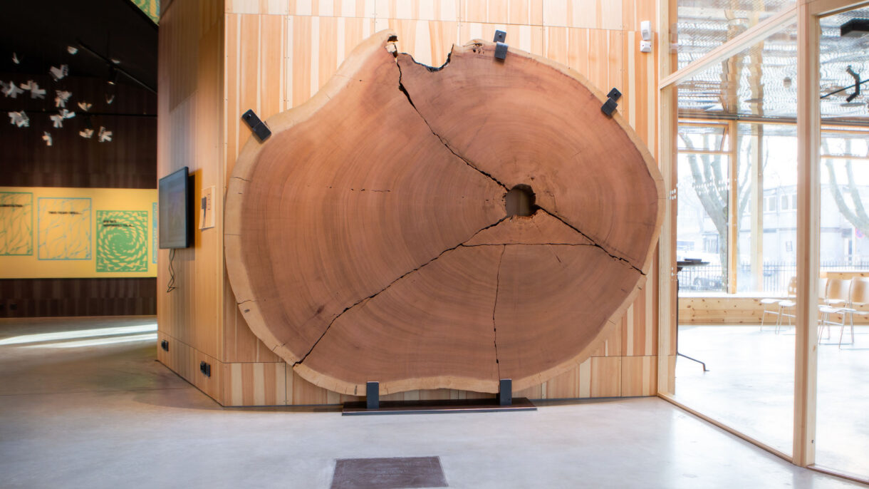 Treskiva__Foto_NHM-Jarli & Jordan